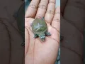 Download Lagu Turtle sound 😈😘😉