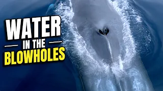 Blue Whale Gets Water in its Nose