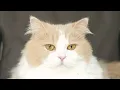 Download Lagu DD’s acting strange lately… Why has his personality changed? (ENG SUB)