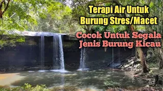 terapi air mengalir untuk burung kacer macet bunyi