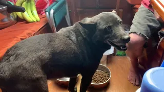 Bringing Layla Aboard Blossom