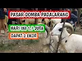 Hari ini 1.7 juta dapat 2 ekor, Harga domba garut dan domba priangan di Pasar (201225)