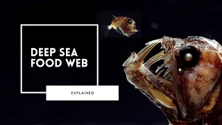 Download Exploring the Deep Sea Food Web MP3