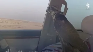 شيلة الوسم     مفضي بن سعيد      حصري دندنها