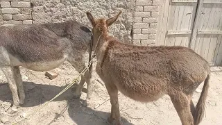 power full donkey mating seen power full hd video 
