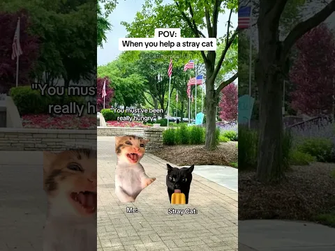 CAT MEMES 🐱When You Help a Stray Cat #catmemes #relatable #relationship