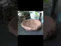 Time Lapse DIY Making Clay Chicken Nest