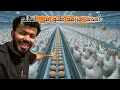 Lagu أسعد دواجن في العالم مزارع من المستقبل