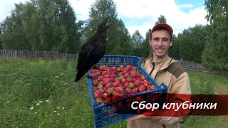 На прогулке с вороном проверили поля клубники! Довожу технику до ума