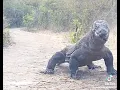 Download Lagu 15 Februari 2024 - Diteruskan - Seekor Komodo memakan bayi kuda 🐐 🦌