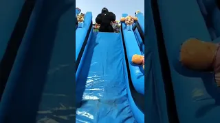 غوريلا عملت اي باند ضحك الكوليرا اكسبلور الغلا Gorilla الجيلي 