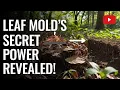 Lagu Leaf Mold Is NOT What You Think… The Real Soil Supercharger Revealed