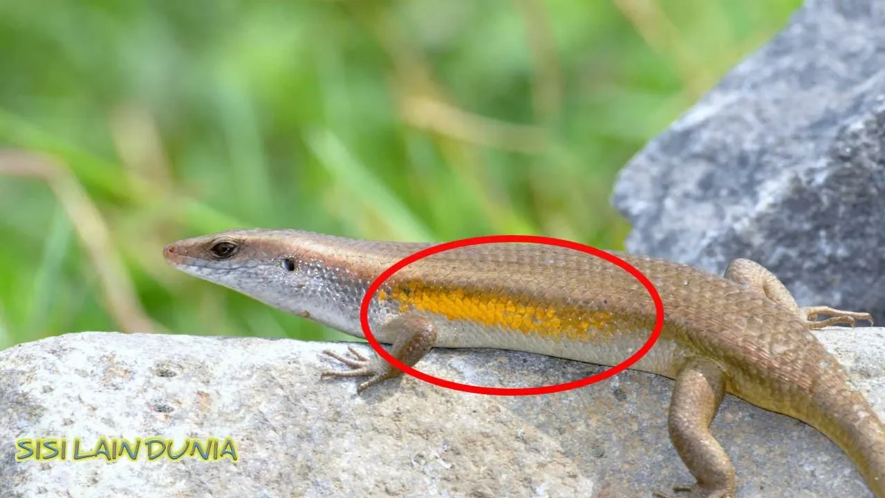 unboxing CINCIN COUPLE // #Tunangan #Pernikahan // (Sovia Jewelry)