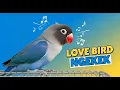 Download Lagu Blue Masked Lovebird Rapid Ngekek Call – Energetic Bird Sounds 🎶🐦