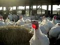 Mary s Turkeys on the Farm