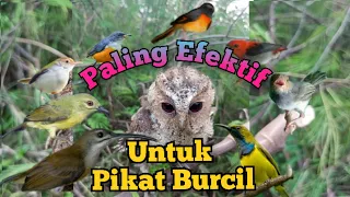 suara pikat burcil ribut paling efektif