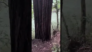 Cataract falls ca . #fyp #nature #doberman #pets #dream