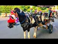 Download Lagu Lagu Anak Indonesia Populer | Lagu Naik delman | Kuda Tunggang| Pacuan kuda | kuda cantik`horse