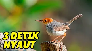 Download MASTERAN SUARA BURUNG PRENJAK BAHAN, MUDA, BAKALAN BELAJAR BUNYI MP3