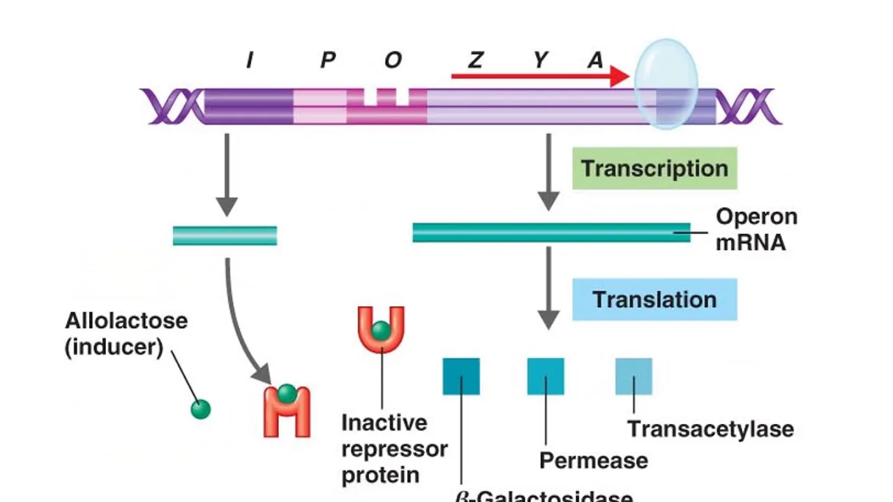 Bio210 Genetics (Part 2)