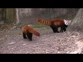 Annoyed Red Panda