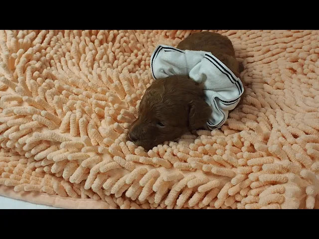 動画