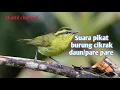 Download Lagu Suara pikat burung cikrak daun/pare pare mp3