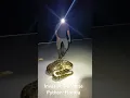 Invasive Python Florida