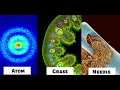 Objects Under An Electron Microscope Part - 1