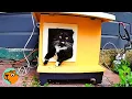 Lagu Stray Cat Sleeps In His OWN House, Man Can’t Believe It! | Cuddle Buddies