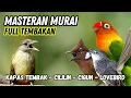 Masteran Murai Tembakan Cililin, Bren Cigun, Lovebird, Kapas Tembak