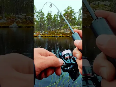 Ловим окуней в небольшом заливе. @poevrope777 #probaits