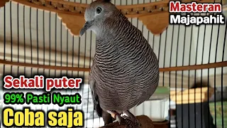 pancingan perkutut cemani majapahit gacor untuk mengatasi perkutut malas bunyi