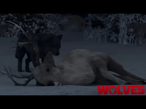 #BIFF2020 Wide Angle - Wolves / 와이드 앵글 - Wolves
