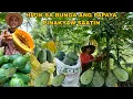 Download Lagu PINAKYAW LAHAT NG PAPAYA NATIN SA AREA 3 UBOS  SALAMAT PO SA TIWALA