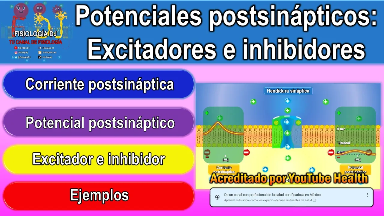 Potenciales postsinápticos | Potenciales postsinápticos excitadores e inhibidores