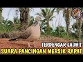 Download Lagu SUARA PANGGILAN TERKUKUR MERSIK RAPAT MEMBUAT BURUNG LAIN IKUTAN GACOR