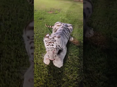 Dangerous Tiger Cub Doesn't Wants to Share his Food | Nouman Hassan