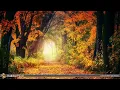 Bach - Relaxing Cello Music