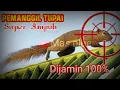 Download Lagu Tutorial dan cara memanggil tupai/bajing menggunakan plastik