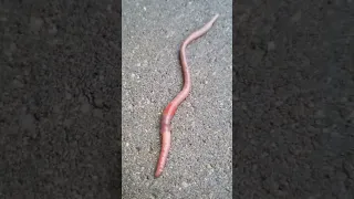 الدودة عالم الحيوانات Animals Funny Funnyvideo Shorts 2022 