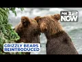 LIVE Grizzly bears being reintroduced to PNW