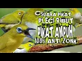 Download Lagu suara pikat burung pleci ribut ampuh pikat pleci liar langsung mendekat