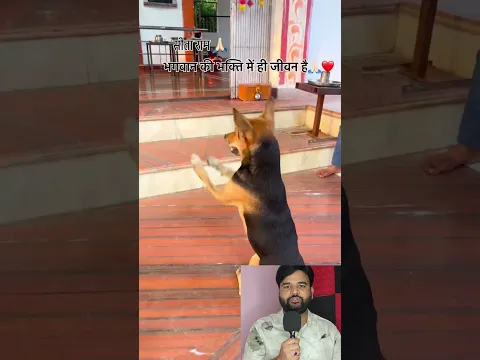 मंदिर में पहुँचते ही कुत्ता झूमने लगा