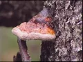 The thousand year tale of the Taiga