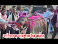 Lagu शनिवारचा चाकणचा बैल बाजार,,दि-‌14/02/2026…Chakan Bail Bajar..Bail Bazar chakan..#Chakan