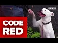 Cincinnati animal shelter declares Code Red as 800 pets overflow facility