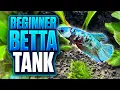 A Beginner-Friendly Betta Fish Tank Setup Anyone Can Build