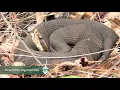 NC Wildlife Learn about Snakes in North Carolina