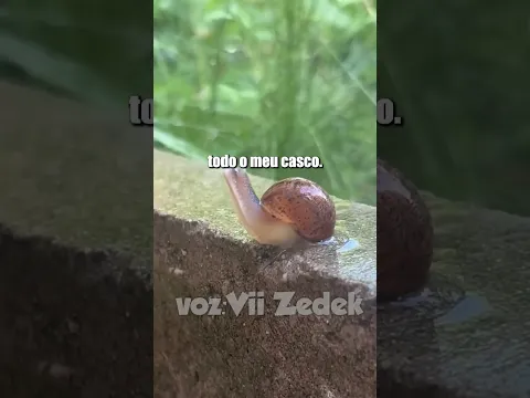 Bichinhos que nos entendem -caracóis
